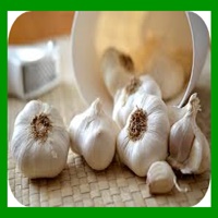 garlic