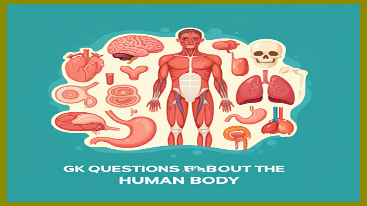 GK Questions about the Human Body